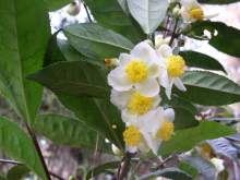 Camellia Sinensis - tea cserje